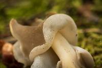 Helvella latispora image