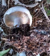 Clitocybe robusta image