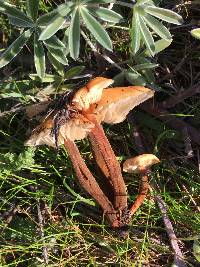 Flammulina velutipes var. lupinicola image