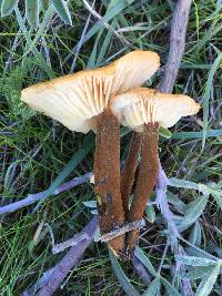 Flammulina velutipes var. lupinicola image