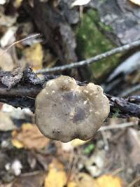 Polyporus brumalis image