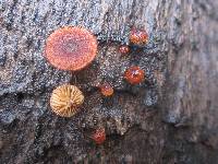 Phaeomarasmius erinaceus image