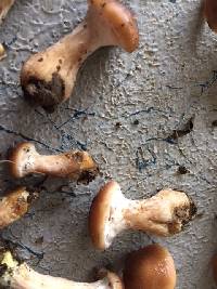 Armillaria gallica image