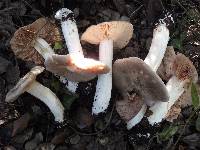 Entoloma sinuatum image