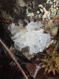 Tremella fuciformis image