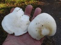 Clitocybe robusta image