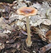 Amanita amerifulva image