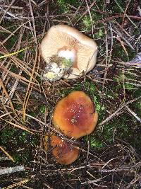 Cortinarius mucosus image