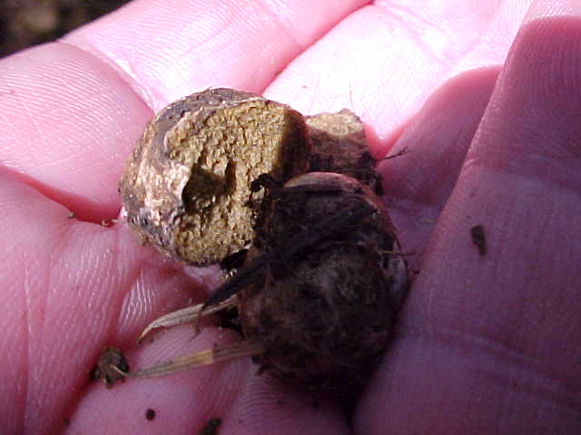 Rhizopogon vinicolor image
