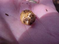 Tuber gibbosum image