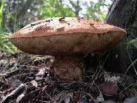 Leccinum manzanitae image