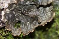 Peltigera neopolydactyla image