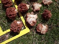 Gyromitra caroliniana image