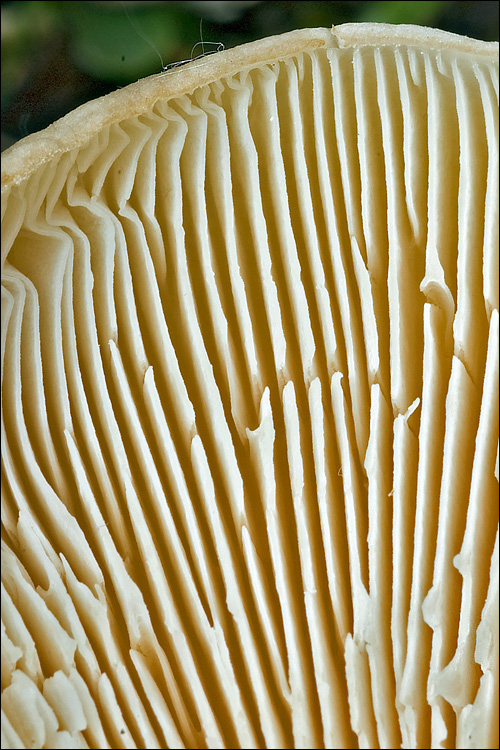 Melanoleuca cognata var. cognata image