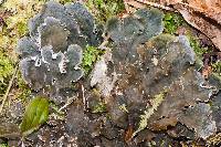 Peltigera praetextata image