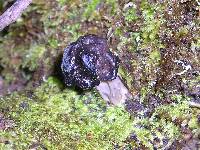 Helvella lacunosa image