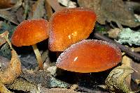 Marasmius elegans image