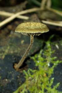 Simocybe phlebophora image