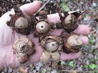 Geastrum triplex image