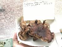 Tricholoma transmutans image