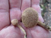 Cortinarius hemitrichus image