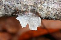 Tremella fuciformis image