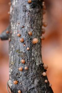 Auricularia angiospermarum image