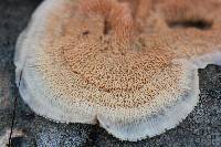 Merulius tremellosus image