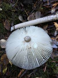 Amanita sect. Vaginatae image
