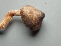 Inocybe pusio image