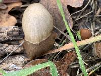 Psathyrella corrugis image