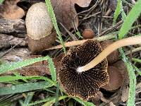 Psathyrella corrugis image