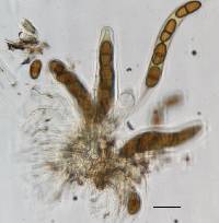 Stylodothis puccinioides image