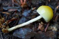 Hypholoma capnoides image