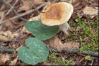 Hygrophorus pudorinus image