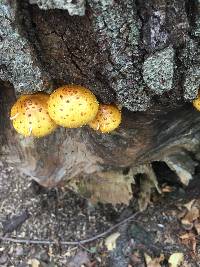 Pholiota squarrosoides image