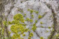 Xanthoria weberi image