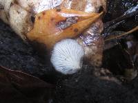 Hohenbuehelia grisea image