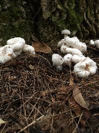 Entoloma abortivum image