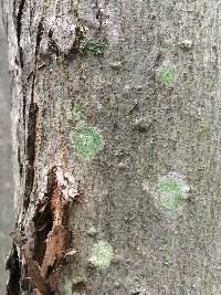 Lecanora thysanophora image