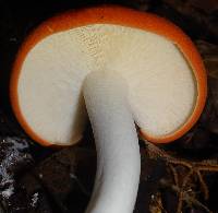 Leucopaxillus gracillimus image