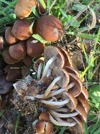 Psathyrella piluliformis image