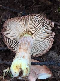 Armillaria gallica image