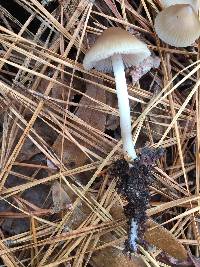 Mycena galericulata image