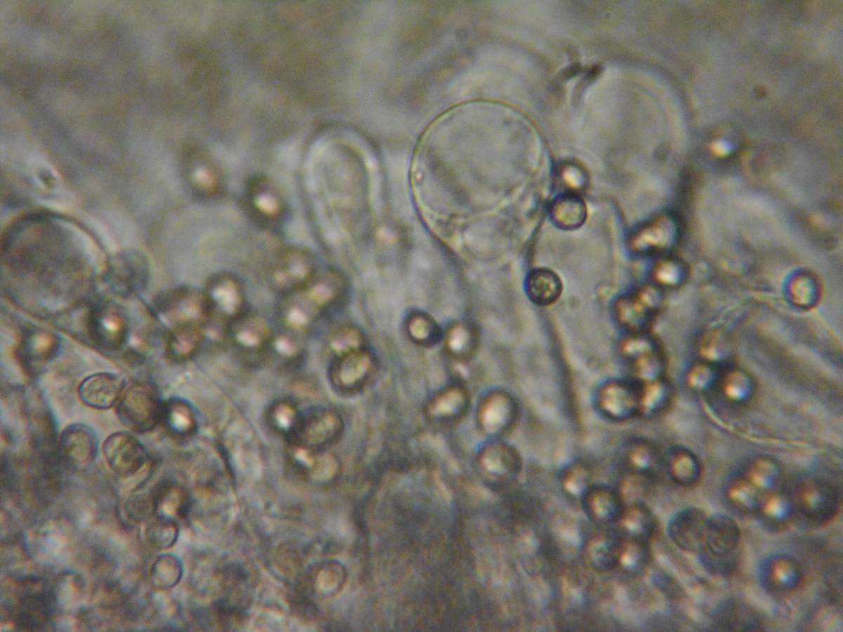 Pluteus brunneidiscus image