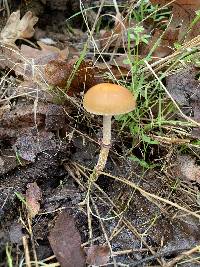 Leratiomyces squamosus image