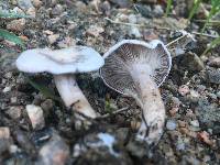 Clitocybe rivulosa image