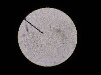 Tyromyces chioneus image