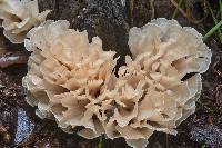 Hydnopolyporus fimbriatus image