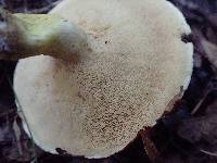 Suillus brevipes image